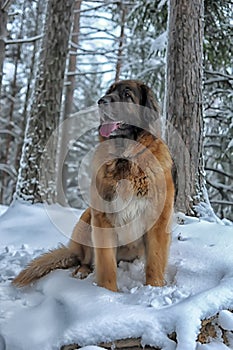 Leonberger in winter landscape