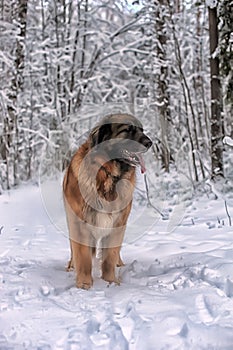 Leonberger in winter landscape