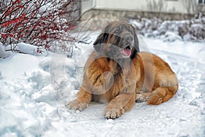 Leonberger