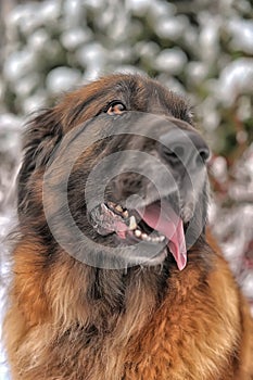 Leonberger