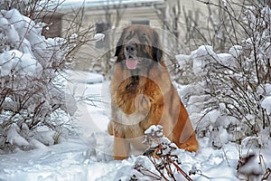 Leonberger