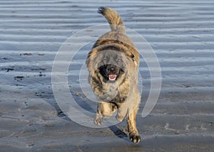 Leonburger Puppy Runs Along Beach