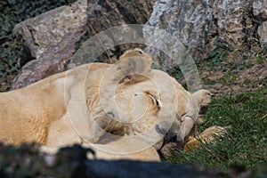 lioness sleeping on the grass. Leonessa a riposo - Grande felino photo