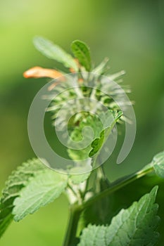 Leonotis nepetifolia (Also called klip dagga, Christmas candlestick, lion\'s ear) on the tree