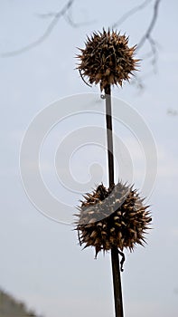 Leonotis nepetifolia belongs to Lamiaceae or Mint family also known as Klipp Dagga, Lions Ear etc