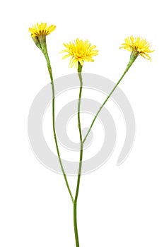 Leontodon autumnalis flower