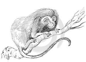 Leontopithecus monkey from the forests of Brazil. Cute animal