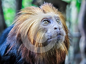 Leontopithecus rosalia