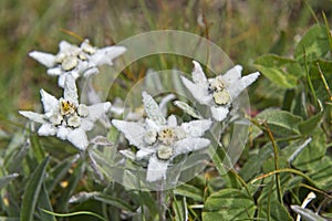 Leontopodium alpinum photo