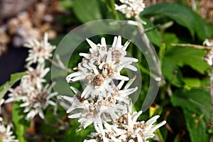 Leontopodium alpinum flowers