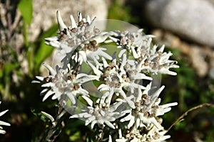 Leontopodium alpinum flowers