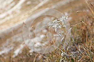 Leontopodium alpinum in a sunny evening in the Italian Dolomites