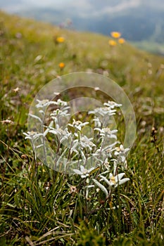 Leontopodium alpinum in a sunny evening in the Italian Dolomites