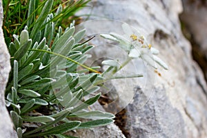 Leontopodium alpinum / Ãâ¢delweiss photo
