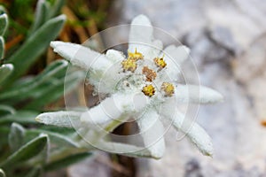 Leontopodium alpinum / Ð•delweiss