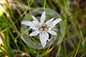 Leontopodium nivale or edelweiss, closeup. This mountain flower belongs to the daisy or sunflower family Asteraceae.