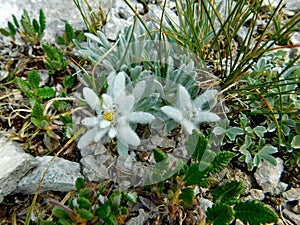 Leontopodium nivale edelweiss in Pirin National park near Vihren.