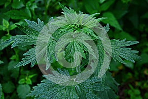 Leonurus cardiaca green leaves. Herb plant motherwort in herb garden, used as cardiotonic photo
