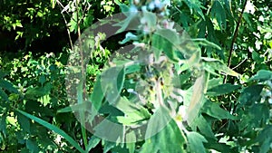 Leonurus cardiaca, motherwort, throw-wort, lion's ear, lion's tail medicinal plant with opposite leaves serrated margins