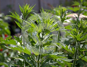 Leonurus cardiaca in organic garden. Medicinal herb. Concept of healthy nutrition. Leonurus cardiaca known as motherwort photo