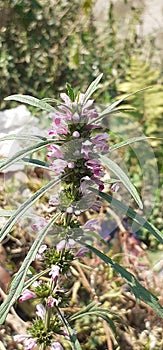 Leonurus Japonicus Plant on Green Nature Background photo
