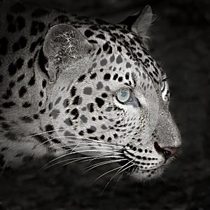 Leopard