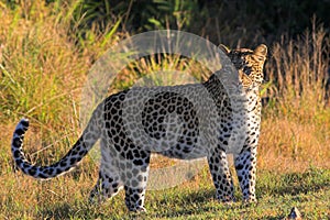 Leopard photo