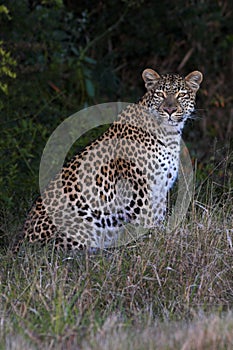 Leopard photo