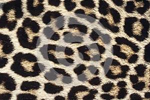 Leopard photo