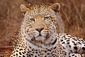 Leopard