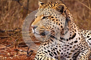 Leopard