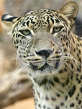 Leopard