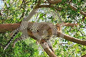 Leopard photo