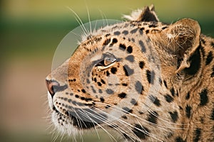 leopard