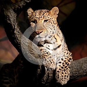 Leopard photo