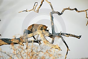 Leopard photo