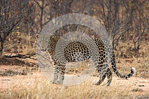 Leopard photo