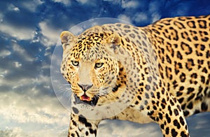 leopard