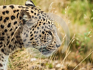 Leopard 2