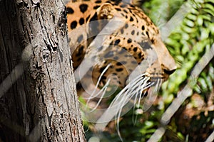 leopard 2