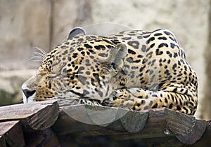 Leopard 2