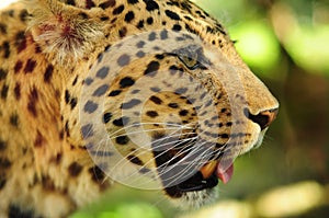 Leopard