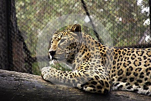 Leopard photo