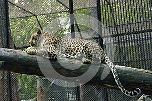 Leopard photo