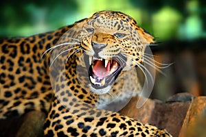 Leopard