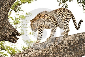 Leopard, Botswana, Africa. Wildlife, leopard in natural habitat on tree trunk, Okavango Delta, Botswana.