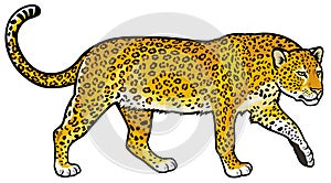 Leopard