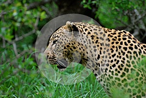 Leopard in South Africa photo