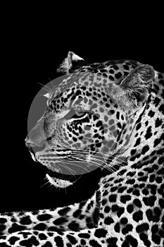 Leopard