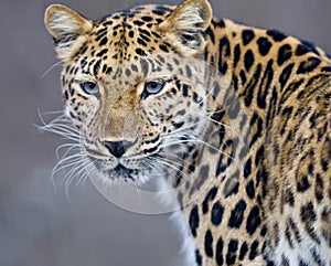 Leopard